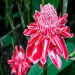 Ginger Flower