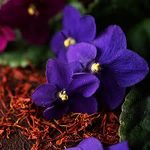 Black Violet