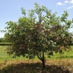 Sour Cherry