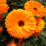 African Orange Flower