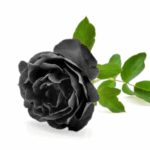 Black Rose
