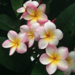 Frangipani