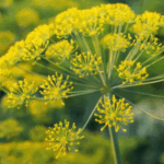 Galbanum