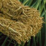 Haitian Vetiver
