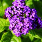 Heliotrope