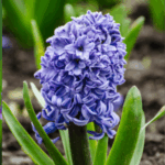 Hyacinth