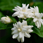 Jasmine