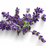 Lavander