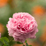 May Rose