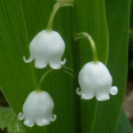 Muguet
