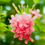 Rangoon Creeper