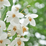 Styrax