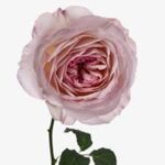 Grasse Rose