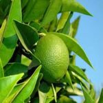 Calabrian Bergamot