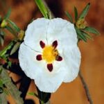 Cistus