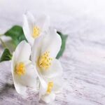 Hedione Jasmine