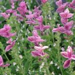 Clary Sage And Pink Pepper