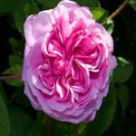 Rose de Mai