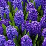 Hyacinths
