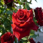 Turkey Red Rose