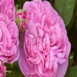 Damask Rose