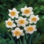 Narcissus