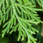 white cedar extract