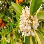 Neroli
