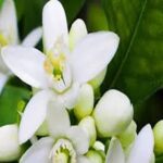 Neroli Essence