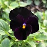 Black Violet