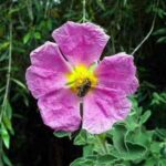 Cistus Incanus