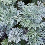 Artemisia